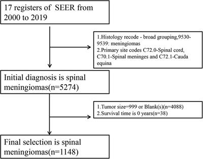 Clinical diagnosis model of spinal meningiomas based on the surveillance, epidemiology, and end results database
